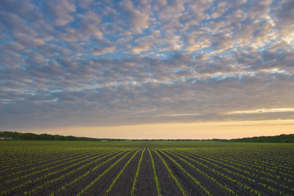 Steve Kluemper Early Corn Landscape