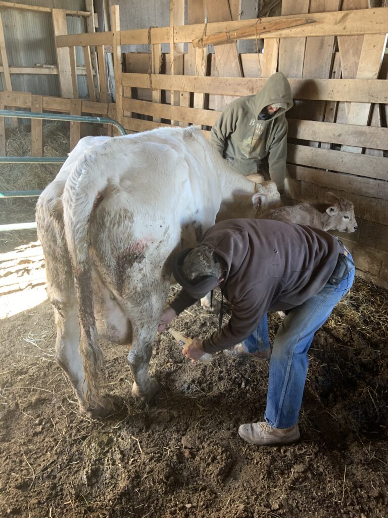 Steve Kluemper working with a sick cow